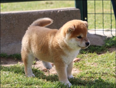 Les chiots de Shiba
