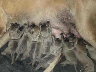 Les chiots de Cane Corso
