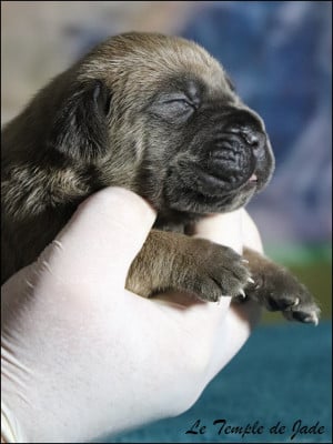 Les chiots de Cane Corso