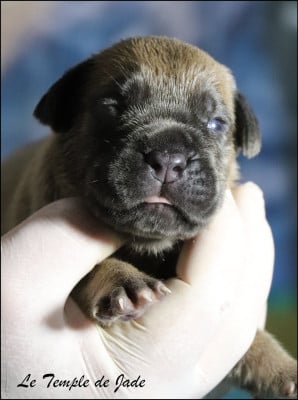 Les chiots de Cane Corso