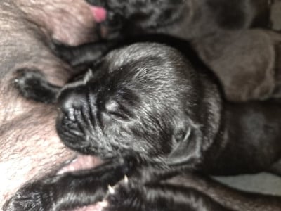 Les chiots de Cane Corso