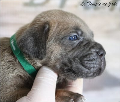 Les chiots de Cane Corso