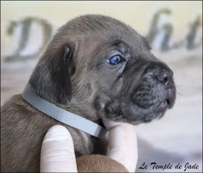 Les chiots de Cane Corso