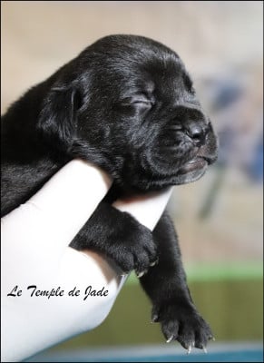 Les chiots de Cane Corso