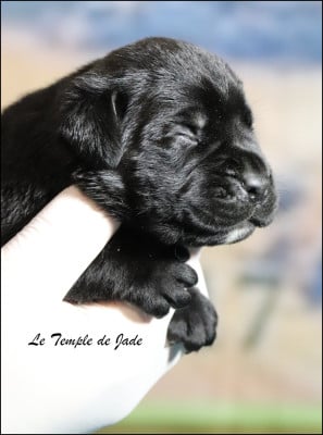 Les chiots de Cane Corso