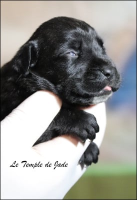 Les chiots de Cane Corso