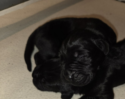 Les chiots de Cane Corso