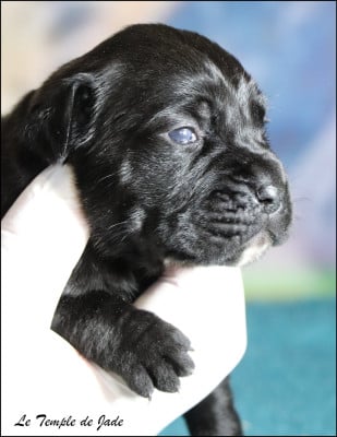 Les chiots de Cane Corso
