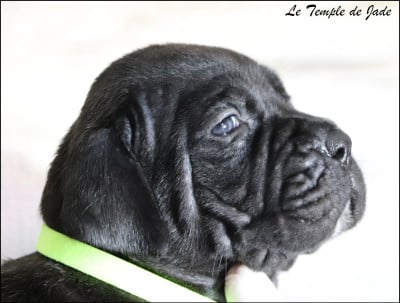 Les chiots de Cane Corso