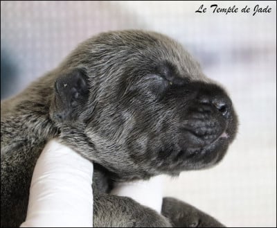 Les chiots de Cane Corso