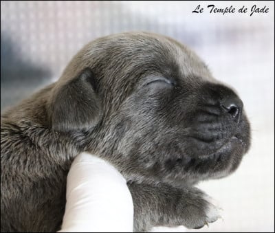 Les chiots de Cane Corso