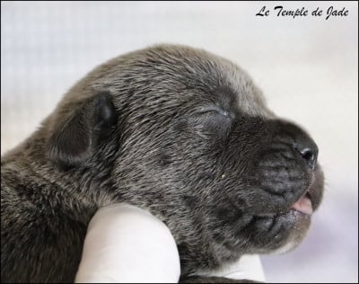 Les chiots de Cane Corso