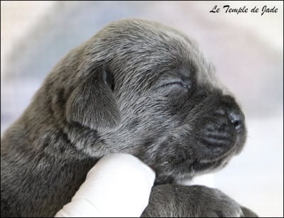 Les chiots de Cane Corso