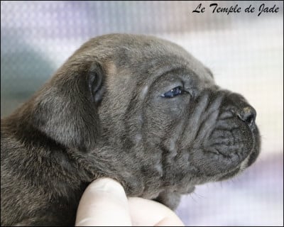 Les chiots de Cane Corso