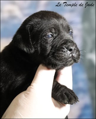 Les chiots de Cane Corso
