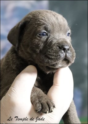 Les chiots de Cane Corso