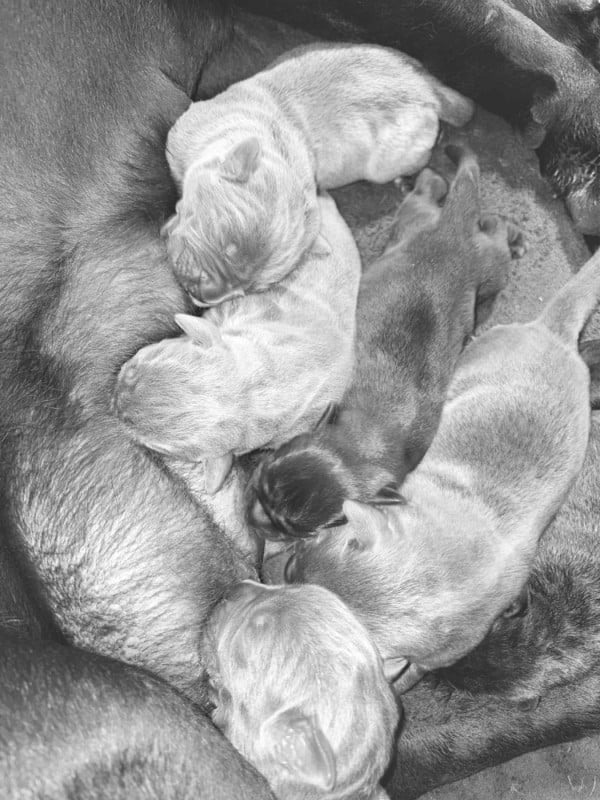 Cane Corso - du temple de jade