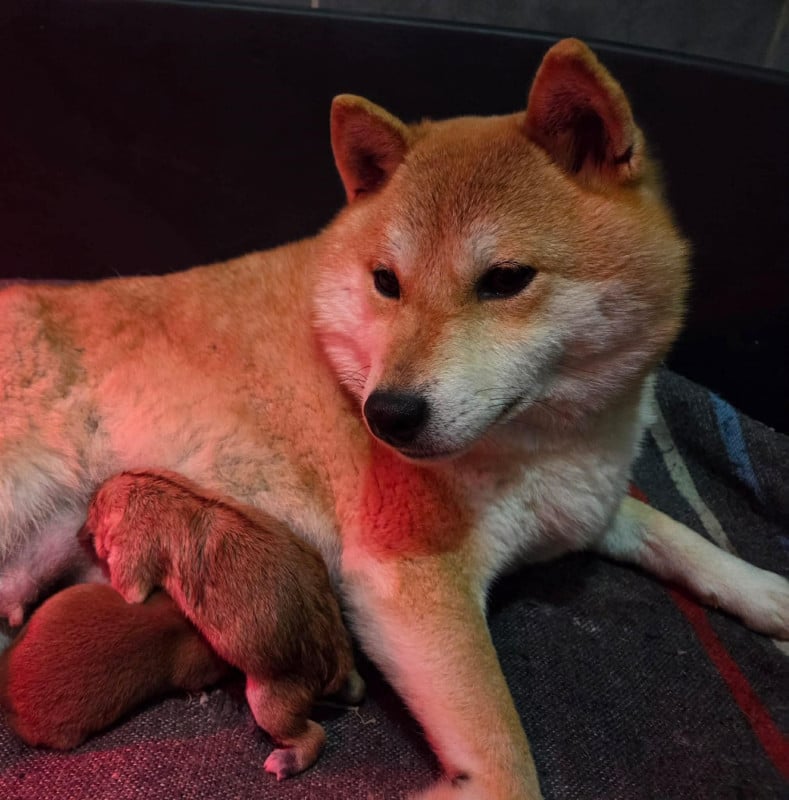 Shiba - du temple de jade