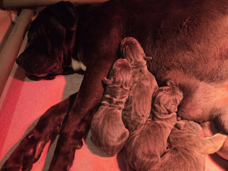 Cane Corso - du temple de jade