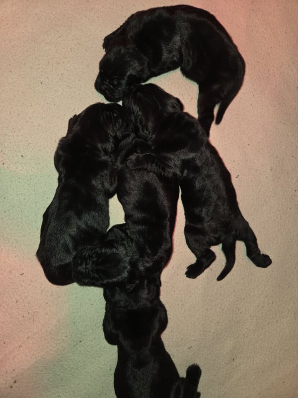 Cane Corso - du temple de jade