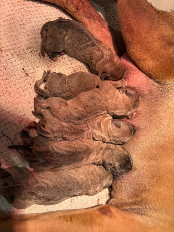 Cane Corso - du temple de jade