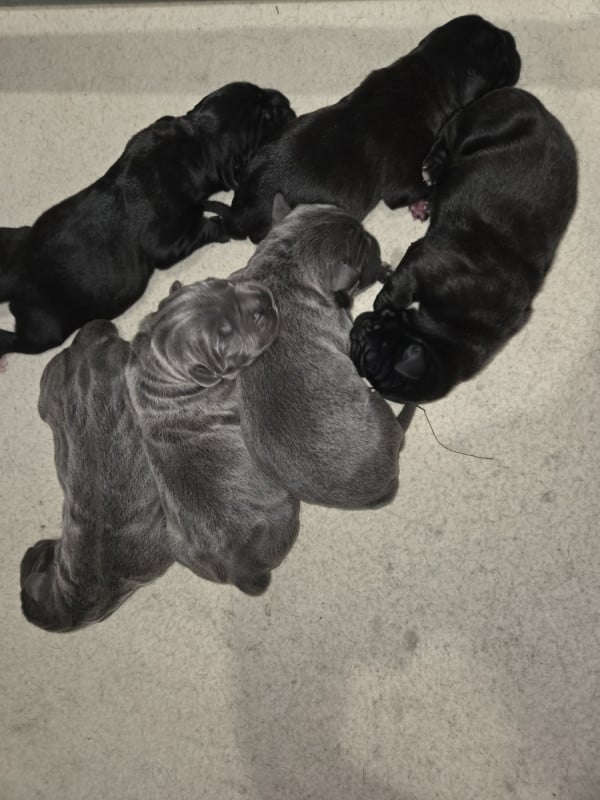 Cane Corso - du temple de jade