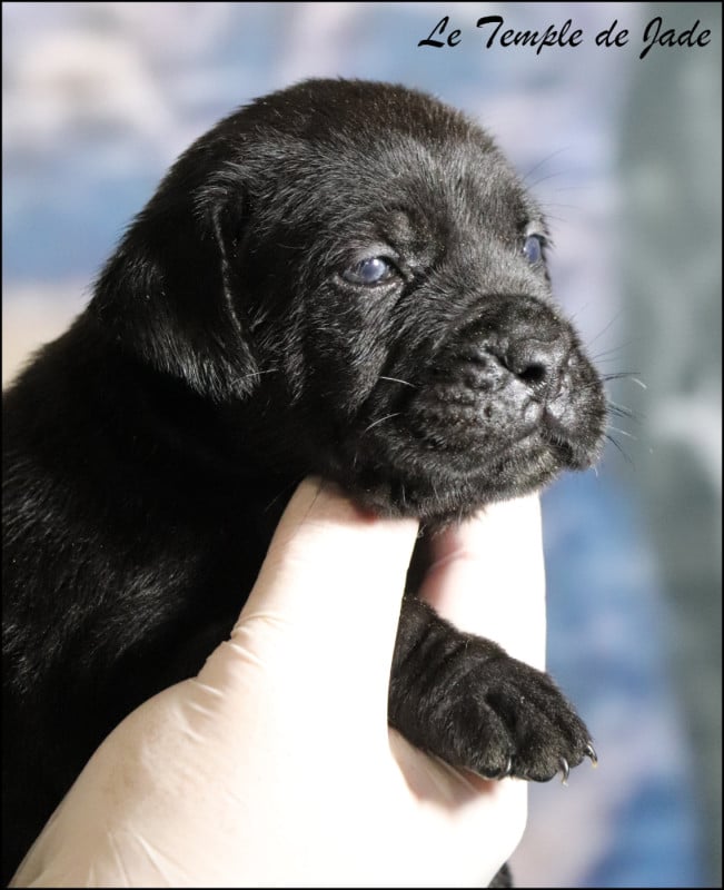 Cane Corso - du temple de jade