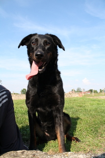 Publication : des barons noirs Dellafoppa Auteur : gervasoni