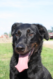 Publication : des barons noirs Dellafoppa Auteur : gervasoni