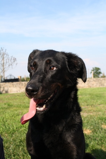 Publication : des barons noirs Dellafoppa Auteur : gervasoni