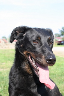 Publication : des barons noirs Dellafoppa Auteur : gervasoni