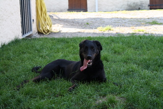 Publication : des barons noirs Dellafoppa Auteur : gervasoni