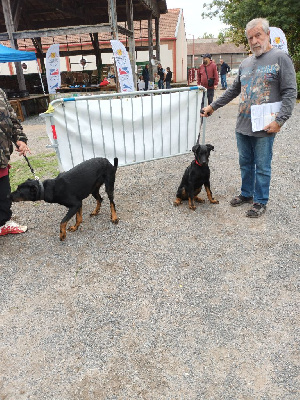 Les chiots de Berger de Beauce