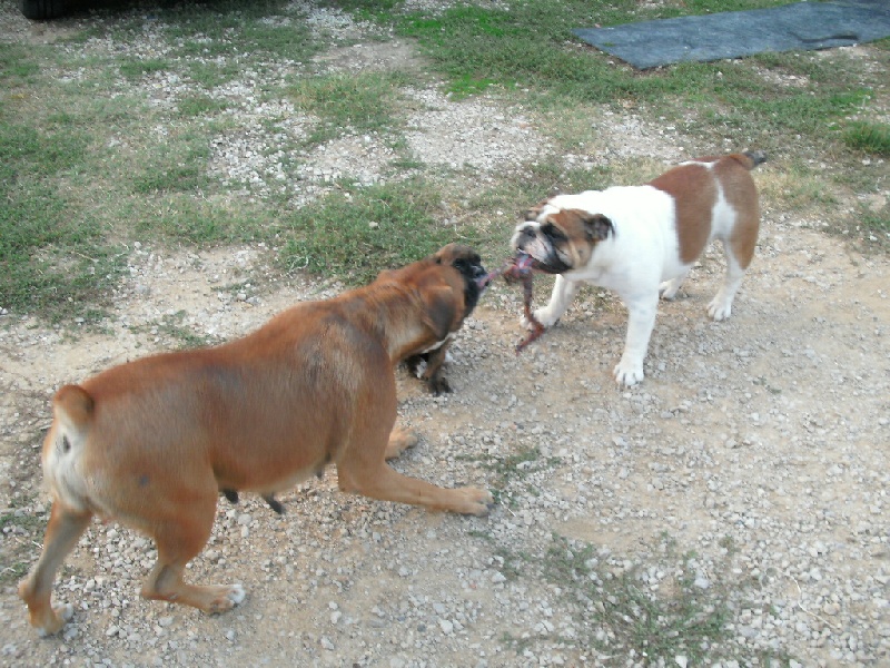 Publication : du roc de candelon