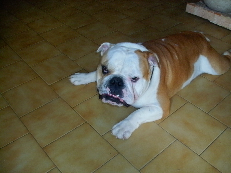 Publication : du roc de candelon Auteur : Philppe Chauvin