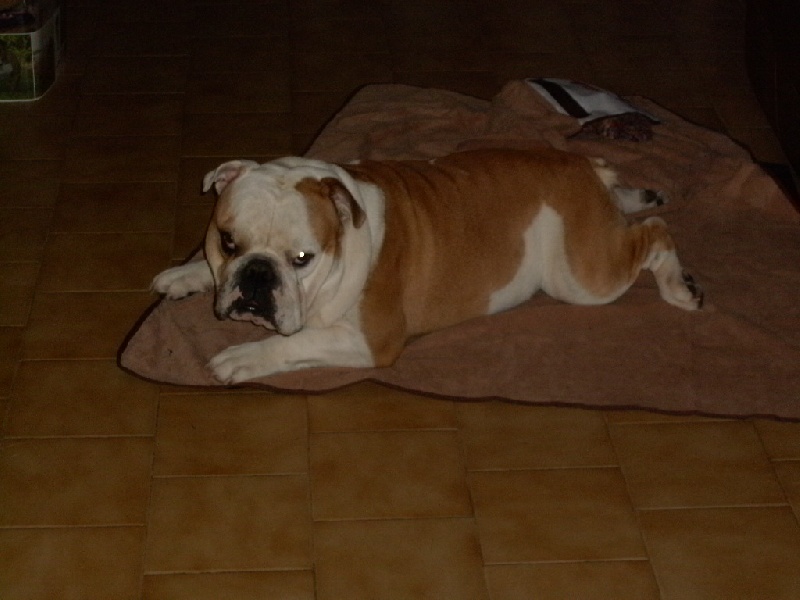 Publication : du roc de candelon Auteur : Philppe Chauvin