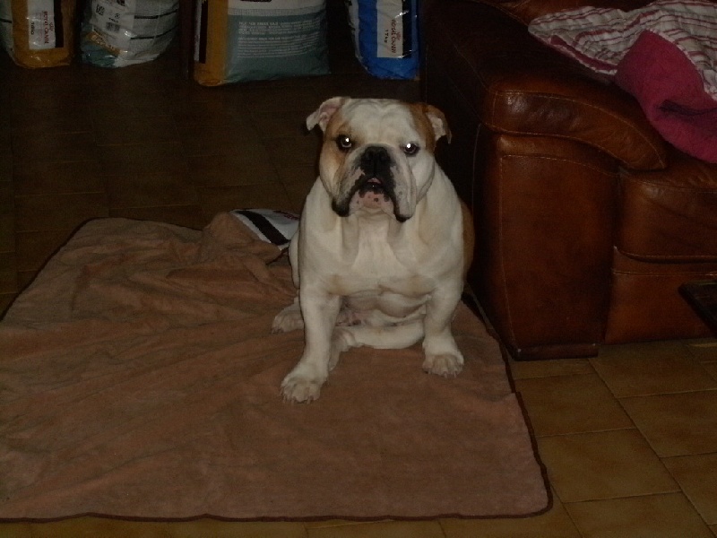 Publication : du roc de candelon Auteur : Philppe Chauvin