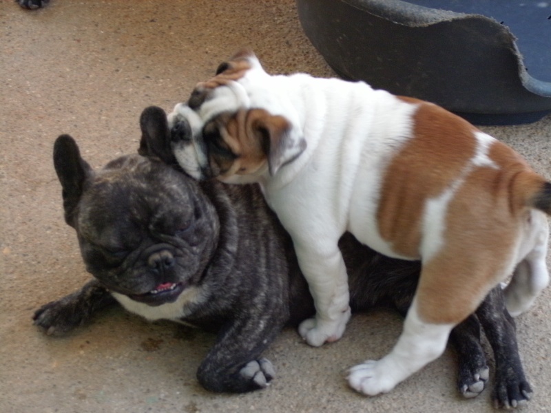 Publication : du roc de candelon