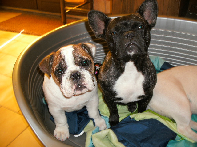 Publication : du roc de candelon