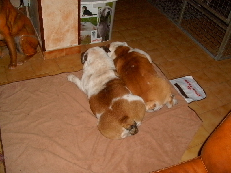 Publication : du roc de candelon Auteur : Philppe Chauvin