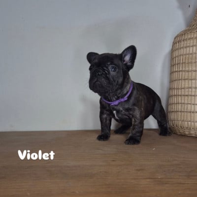 Les chiots de Bouledogue français