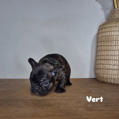Les chiots de Bouledogue français