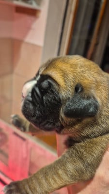 Les chiots de Boxer