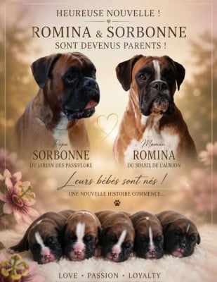 Les chiots de Boxer