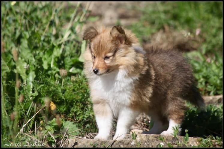 PERTH - Shetland Sheepdog