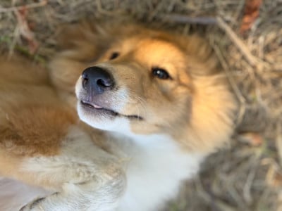 Les chiots de Shetland Sheepdog