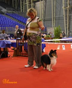 CH. Dilwyn diabolique chipie Au lorece shetland - 1ere Excellent CACS