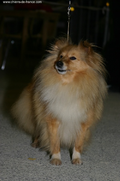 CH. Replay blonde Des candides canailles - 3EME EXCELLENT