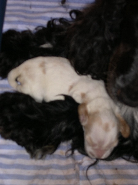 Publication : of Mayajoe's Dreams Auteur : Priscillia Kirchner