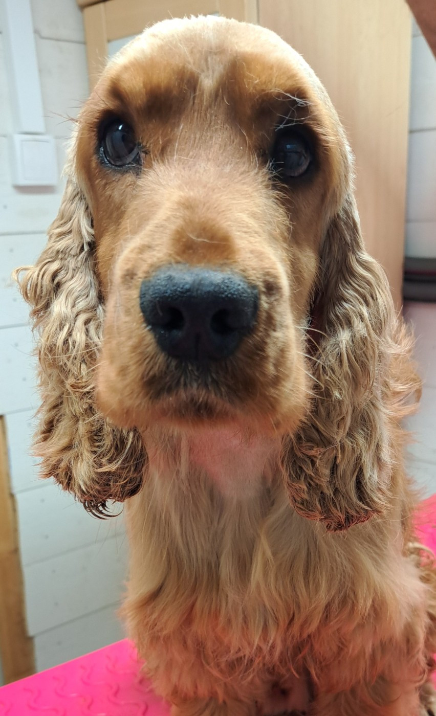 Viking's Wishes des bois de la bro